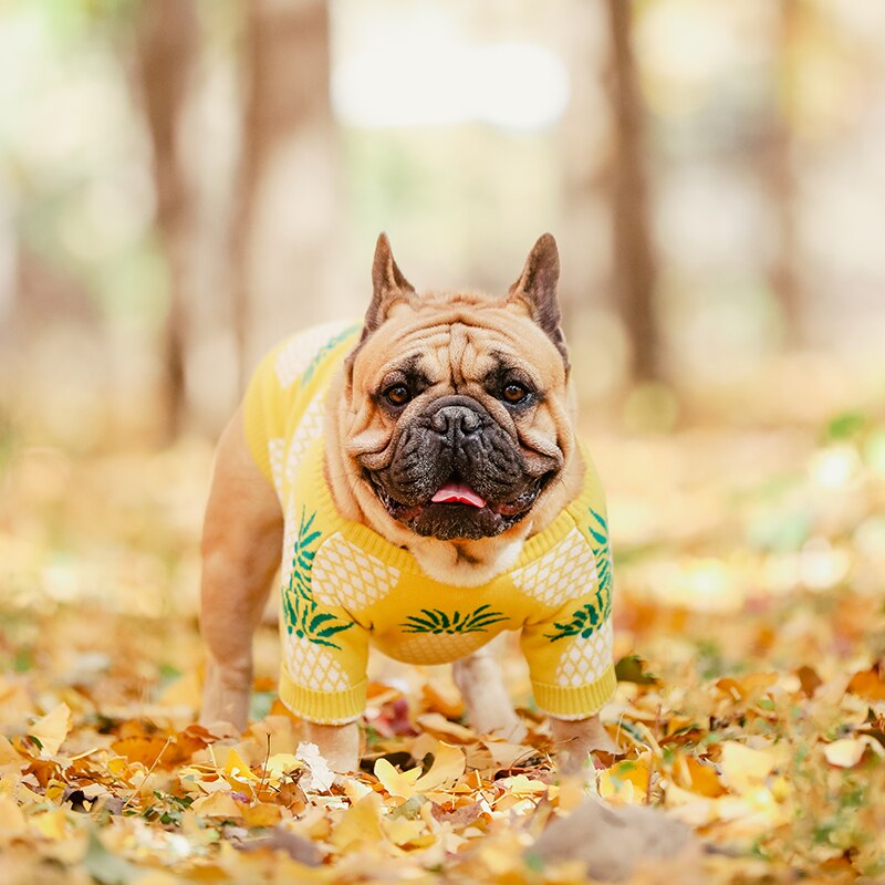 Yellow Pineapple Dog Sweater, Luxurious Warm Clothing for French Bulldogs (A2845)