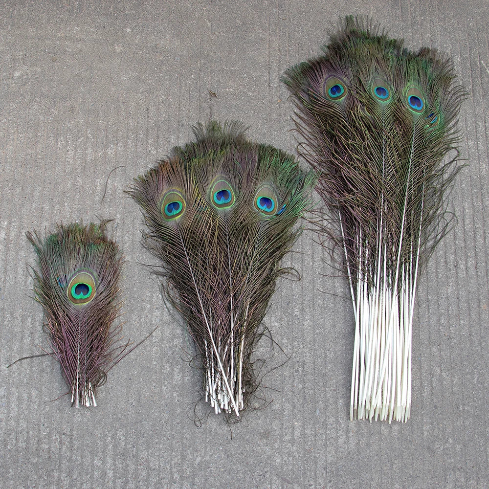 Wholesale Real Peacock Feathers (50-100/lot)
